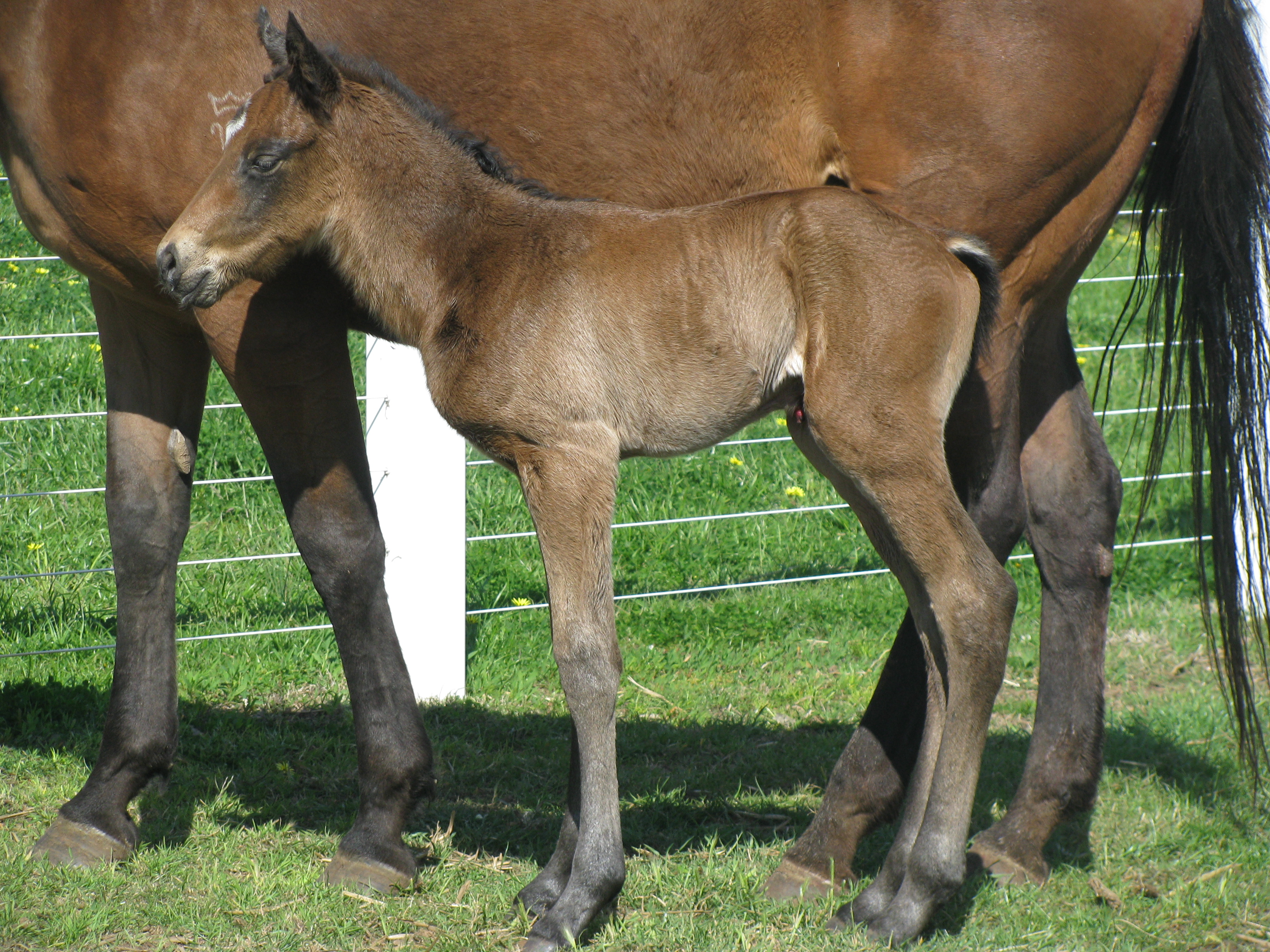 Dr Doute's Foal